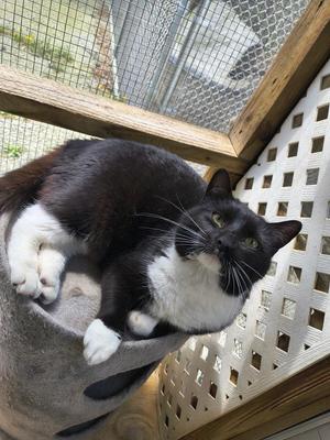 Beverly Crusher/BC, young, available for adoption