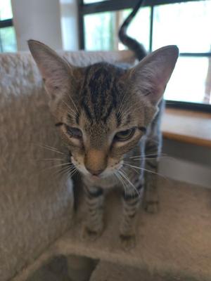 A tabby cat with large ears stands on a textured surface, looking down with its head tilted.