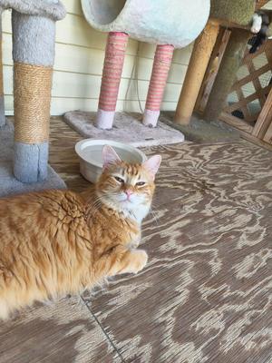 An orange cat with green eyes lies on a wooden floor with cat trees in the background.