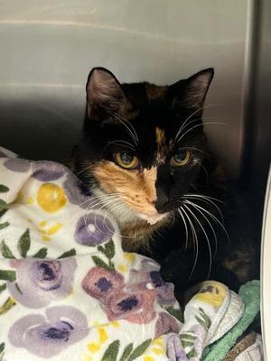 Fable, senior, available for adoption