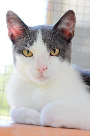 A close-up portrait of a grey and white cat with yellow eyes, looking directly at the camera.