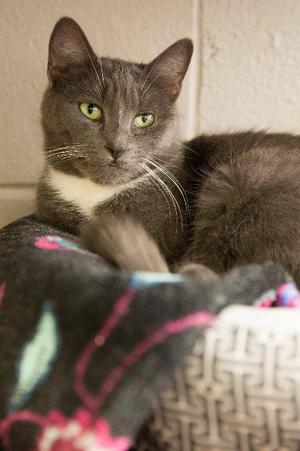 Iceman, senior, available for adoption