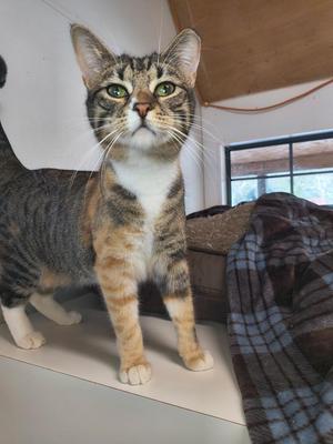 Hailey, young, available for adoption