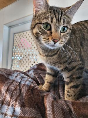 Heidi, young, available for adoption