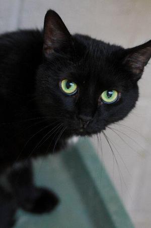 Jinx, senior, available for adoption