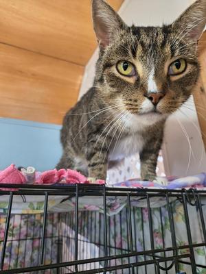 Hedwig, adult, available for adoption