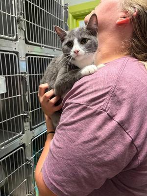 Lady, young, available for adoption