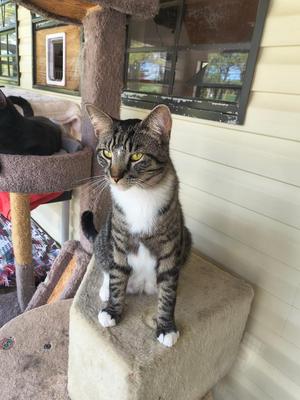 A tabby cat with white chest fur and white paws sits on a cat tree.
