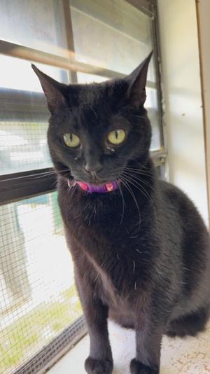 Birkdinkleton, senior, available for adoption