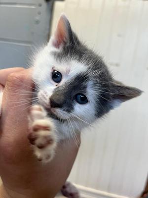 Izzie Stevens, kitten, available for adoption