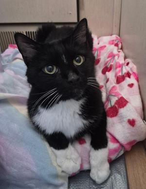 Clyde, senior, available for adoption
