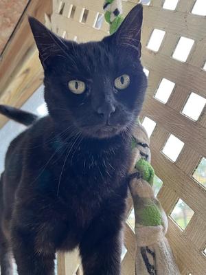 Margot, senior, available for adoption