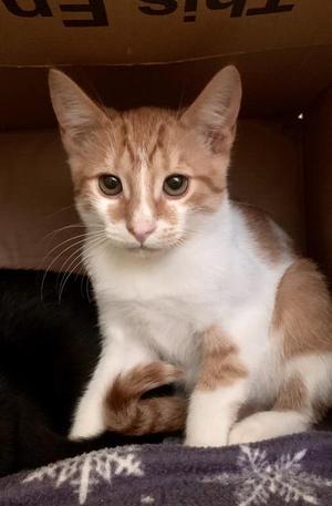 Hunk, adult, available for adoption