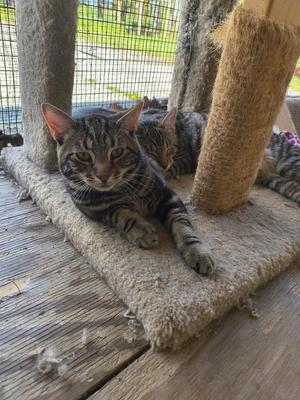 Two tabby cats resting on a carpeted platform attached to a scratching post.
