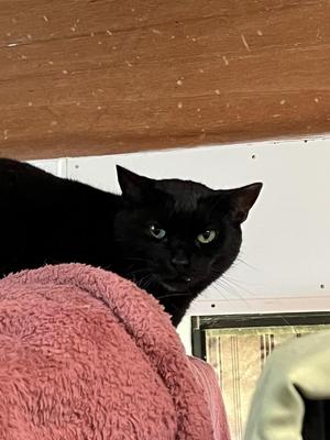 A black cat with green eyes peeking over a pink fuzzy blanket.