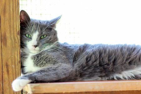 A gray and white cat with green eyes lying down.