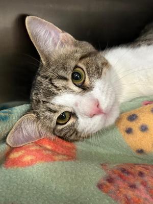 Lt. Lint Trap, young, available for adoption