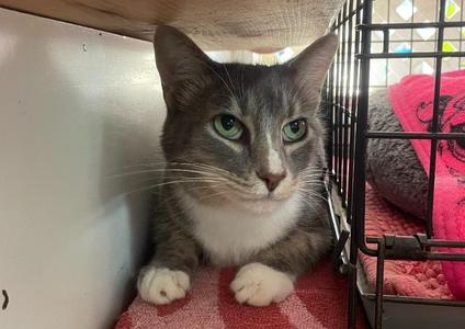 Eddie, senior, available for adoption