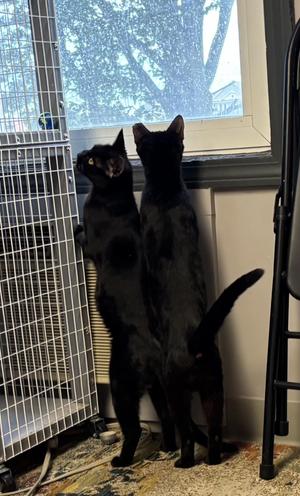 Munchkin and Muffin, adult, available for adoption