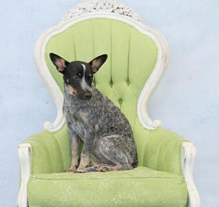 A blue heeler dog sitting on a green upholstered chair with a white ornate frame.
