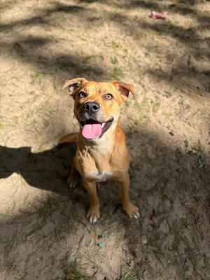 AAD New Arrival! Jerry - 26174, Hounds (All Types) / Black Mouth Cur, young, available for adoption
