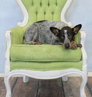 A dog with a black and gray coat is lying on a green cushioned chair with white ornate legs. The dog is resting its head on the edge of the chair, looking towards the camera.