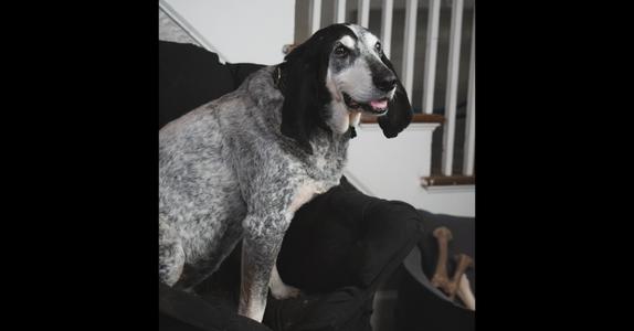 Gunner - 25002, Coonhound, senior, available for adoption