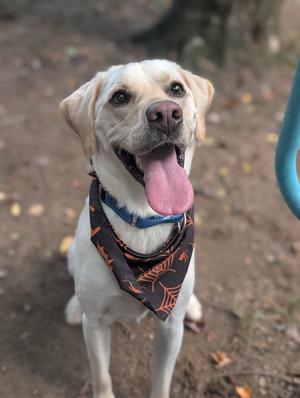 A happy yellow Labrador Retriever wearing a black bandana with orange spider web patterns, standing outdoors with its tongue out.