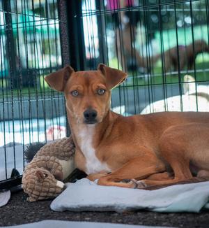 Felipe - 26160, Chihuahua, young, available for adoption