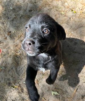AAD New Arrival! Jenny - 26190, Labrador Retriever, puppy, available for adoption