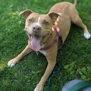 A tan pit bull mix dog with its tongue hanging out, lying on green grass.