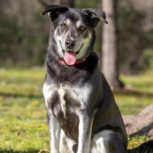 Arlo - 25097, Shepherd (Unknown Type) / Labrador Retriever, young, available for adoption