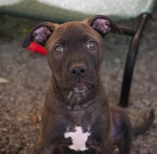 A brown puppy with a white patch on its chest, sitting on a gravel surface.