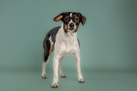A black and white dog with brown markings on its ears and face, standing against a green background.