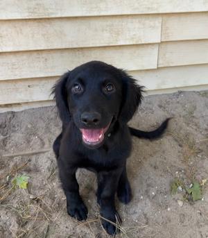 AAD New Arrival! Moxie - 26185, Labrador Retriever, puppy, available for adoption