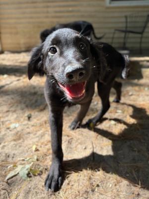 AAD New Arrival! Blaze - 26184, Labrador Retriever, puppy, available for adoption