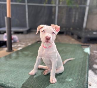 A light-colored puppy with pink ears and a pink collar sitting on a green mat.