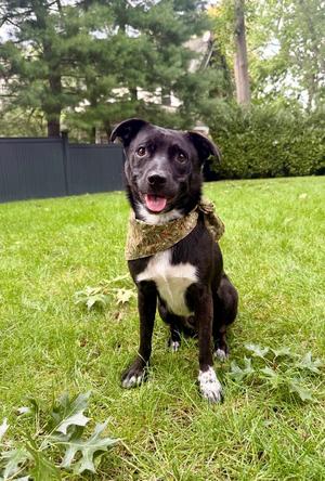 Beeper - 26166, Australian Kelpie, adult, available for adoption