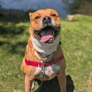 Cafe - 17058, Pit Bull Terrier / Boxer, adult, available for adoption