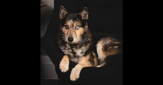 A dog with a blue collar is lying on a black surface. The dog has a mix of brown, black, and white fur, and its eyes are a striking blue color. The dog is looking directly at the camera.