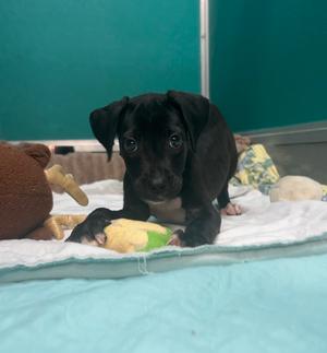 AAD New Arrival! Rosie - 26189, Labrador Retriever, puppy, available for adoption