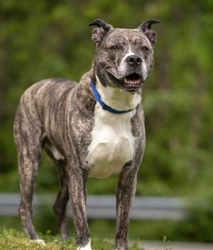 Haze -  26097, Pit Bull Terrier, adult, available for adoption