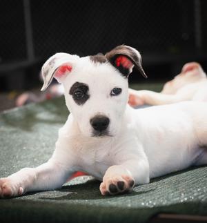AAD New Arrival!  Cait - 26169, Pit Bull Terrier, puppy, available for adoption