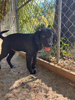 A black puppy standing on a dirt ground, with its tongue out, in front of a chain-link fence.