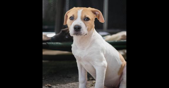 AAD New Arrival!  Aeris - 26170, Pit Bull Terrier, puppy, available for adoption