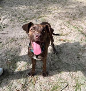 AAD New Arrival!  Chip - 26175, Pit Bull Terrier, puppy, available for adoption