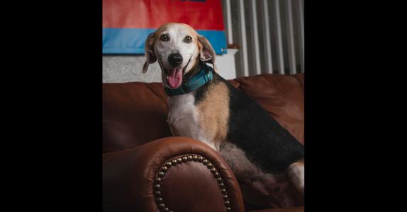 Charlotte - 26122, Foxhound, young, available for adoption
