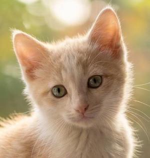A close-up of a light-colored kitten with green eyes, looking directly at the camera.