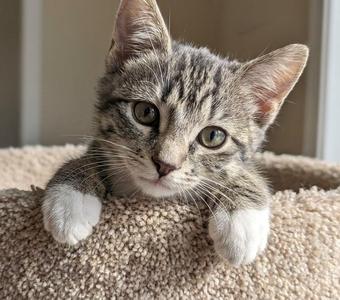 A gray tabby kitten with white paws and chest, resting on a beige, textured surface. The kitten has large, expressive green eyes and is looking directly at the camera. Its ears are upright and alert.