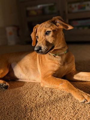 Lucas, Hounds (All Types), puppy, available for adoption